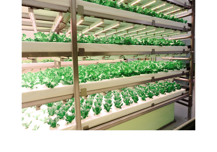 世界有数の大規模完全人工光型野菜工場
